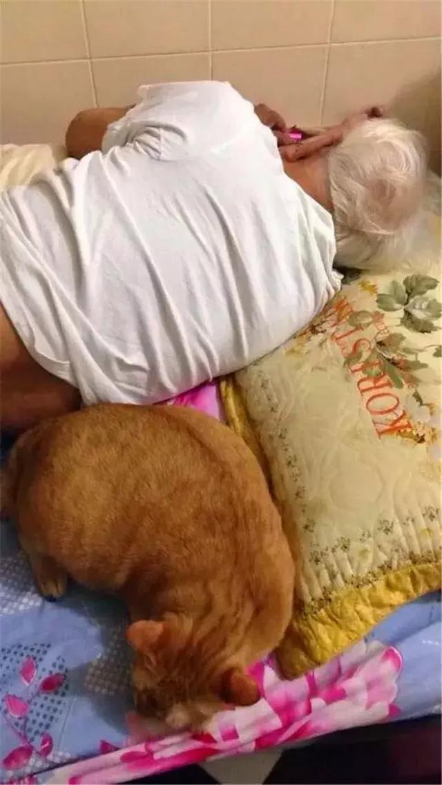 孤独老人养猫陪伴自己，每天给胖橘抓跳蚤，躺下时还给橘猫腾地方