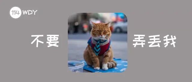 网友：猫咪不慎走失了，还能自己回家吗？动物的感知能力出乎意料