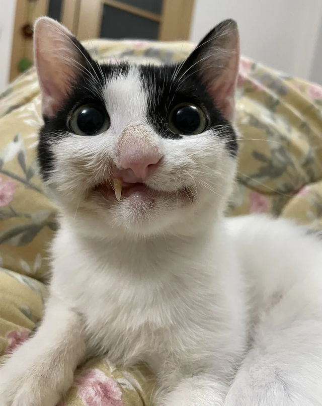 僵尸猫被医院放弃治疗，铲屎官带回家后，却每天都带着灿烂的微笑