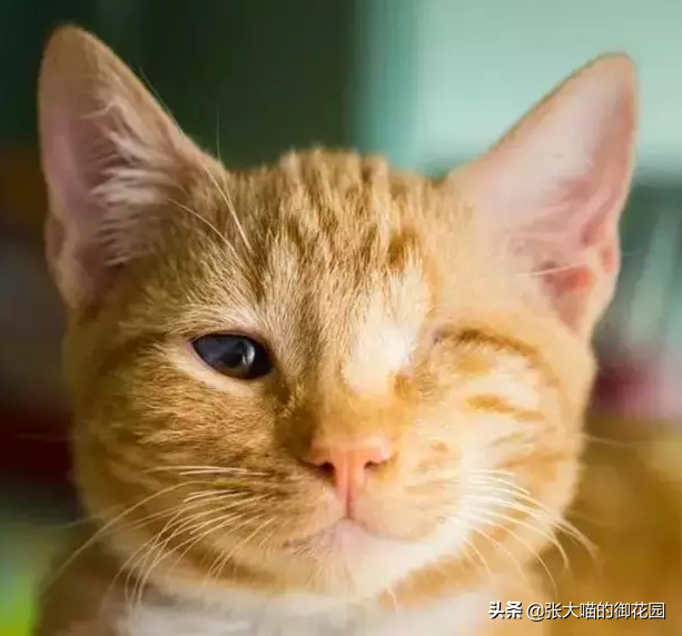 你会收养一只残疾的猫咪吗？它们看不清或者听不到，但是只爱你