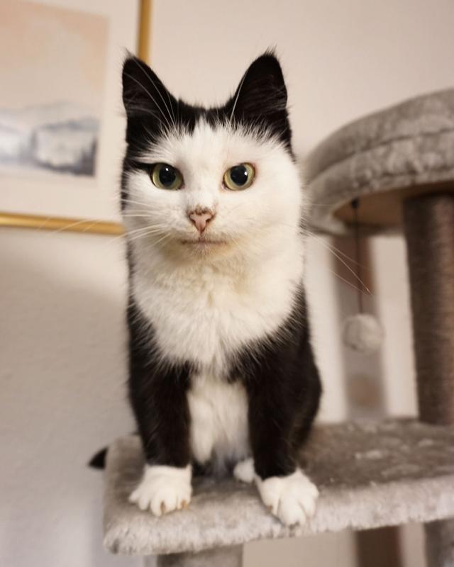英格兰妹子收养一只奶牛猫，连帽衫+单边眼线，猫猫邪魅又可爱