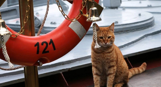 俄罗斯发布核动力巡洋舰舰猫照，西方军舰上能养猫？
