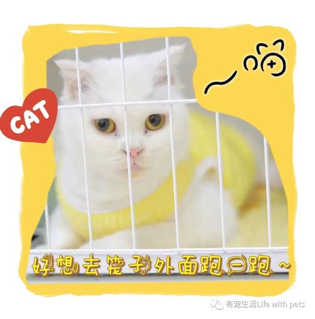 求助！北京品种猫急待领养！猫咪免费领养