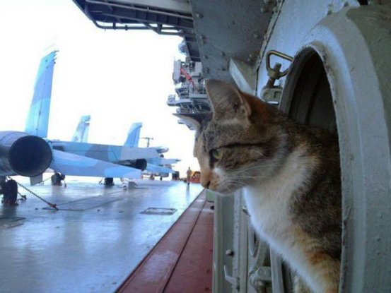 俄罗斯发布核动力巡洋舰舰猫照，西方军舰上能养猫？
