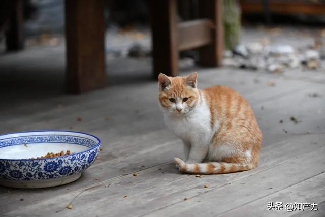 「北京猫咪领养」给“橘座”一个家，送知产宝白金账号