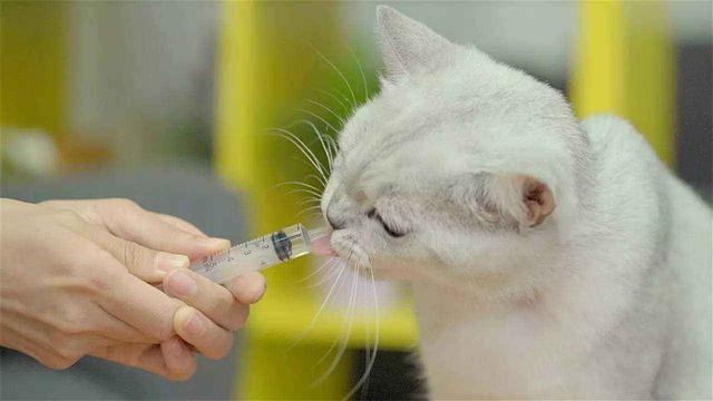 猫咪感冒、咽炎、哮喘等，这几种猫咪呼吸疾病你得知道