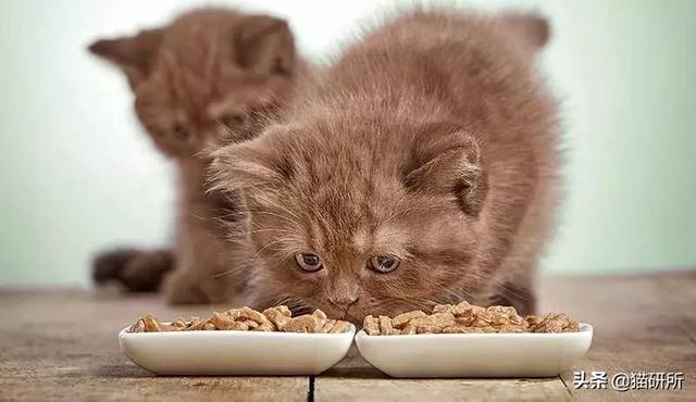 饭已经准备好了！但是猫咪到底一天要吃几顿啊？