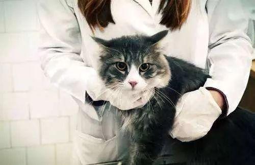 谨慎给你的猫打狂犬疫苗，严重时会致死