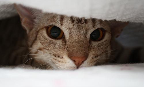 养猫常识：猫的过敏症状以及防治方法