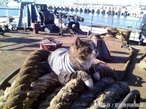 中国为什么不学西方海军在军舰上养猫？因为我们船上没老鼠？