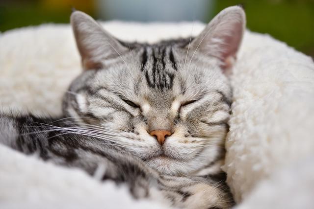 为猫咪打造舒适生活：最适合猫的室温是多少度？