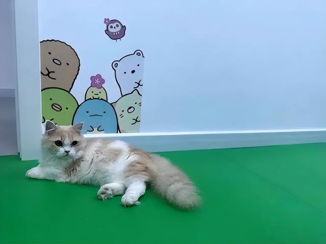 11只猫相伴：沈阳菲尼斯日语学校有个爱心“猫咪教室”