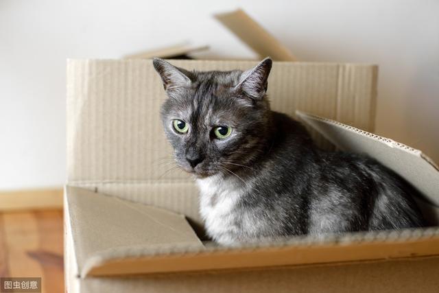 搬家对猫的不利影响，但也会带给猫积极变化，前3个月别养新猫