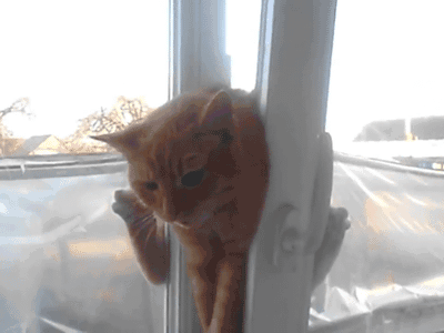 养猫不装纱窗，何时坠楼就是颗不定时炸弹
