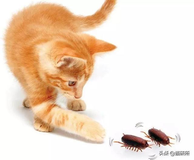 猫咪嘴里吐出半只蟑螂，我该怎么给它消毒，在线等！