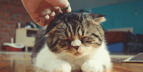 猫咪为什么经常挠痒痒？出现过度挠痒痒的情况该怎么办？