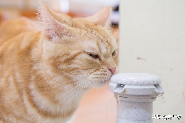 温度多高对猫来说会太热？夏天养猫要注意让猫多喝水