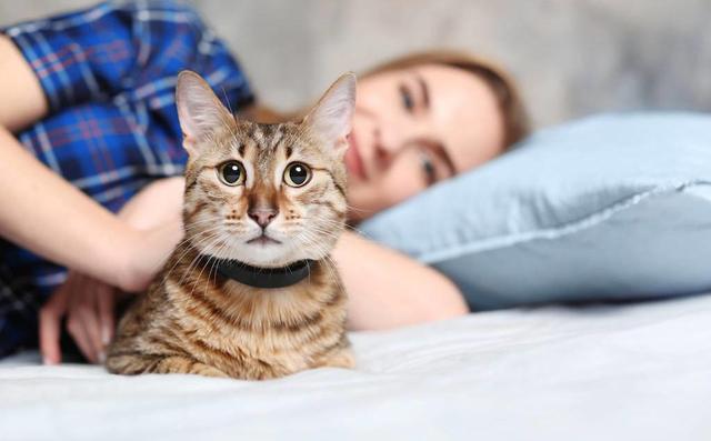 情侣一起养猫，猫会更亲男主人，还是女主人？