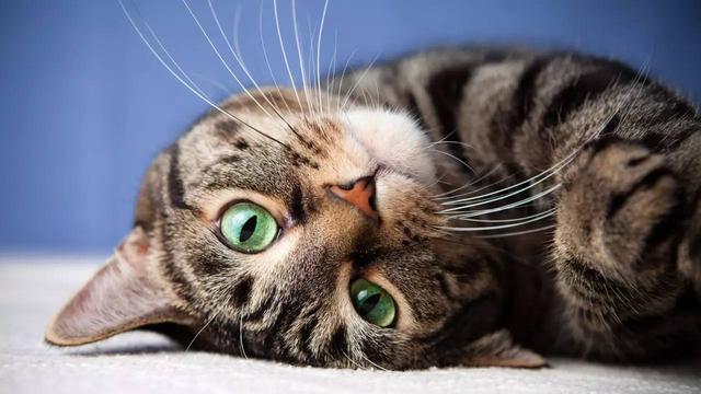 一日吸猫 终身戒猫：但是你家的风水适合养猫吗？