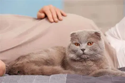 再谈老问题：家里有孕妇，到底能不能养猫？