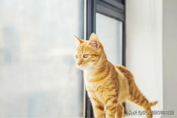 猫咪总喜欢抓家里的纱窗怎么办？打不得骂不得，只能这么做