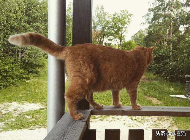 猫咪并不是真的有九条命，养猫请务必封闭阳台或加装防护网！