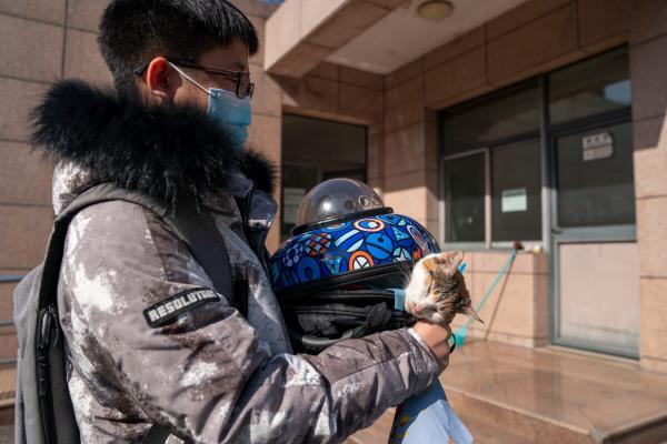 流浪猫绝育手术免费，上海小动物救助领养中心开放预约