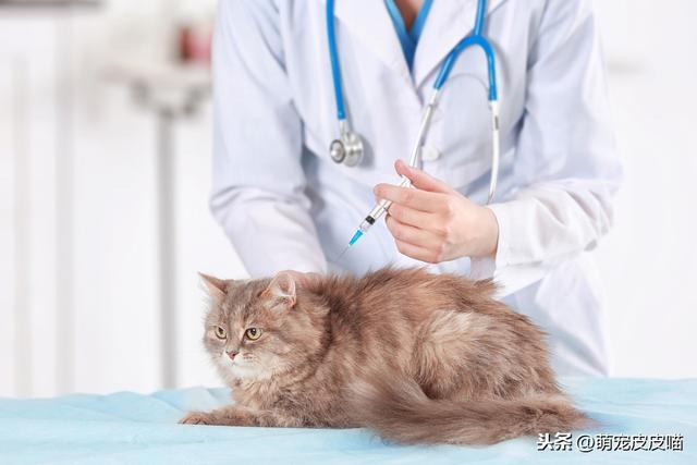 为了猫咪及铲屎官的健康，要给猫接种哪些疫苗呢？一文告诉你