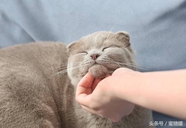 引发哮喘是猫咪惹的祸？为什么哮喘患者不能养猫？