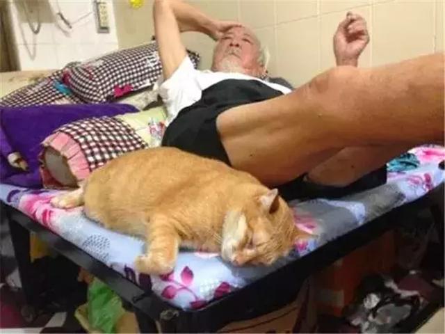 孤独老人养猫陪伴自己，每天给胖橘抓跳蚤，躺下时还给橘猫腾地方