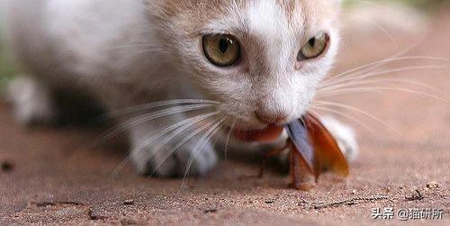 猫咪嘴里吐出半只蟑螂，我该怎么给它消毒，在线等！