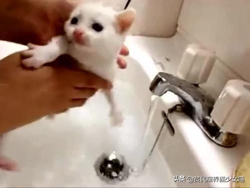 辟谣：猫咪刚出生就洗澡，洗了不会得奶癣，这怕不是要猫命吧