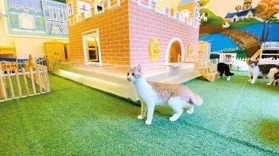 河南小伙收养40多只流浪猫，自费30余万打造梦幻猫城堡