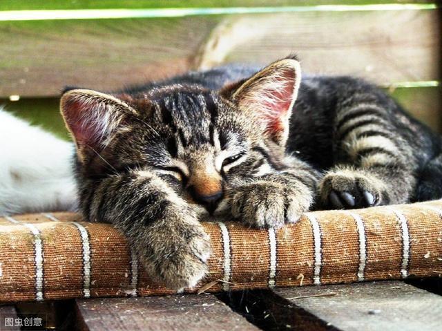 猫一直睡觉，3种情况铲屎官不要打扰猫，猫并非贪睡