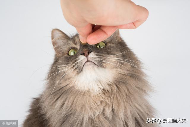 猫痤疮是什么？该如何治疗？一篇文章为您解答