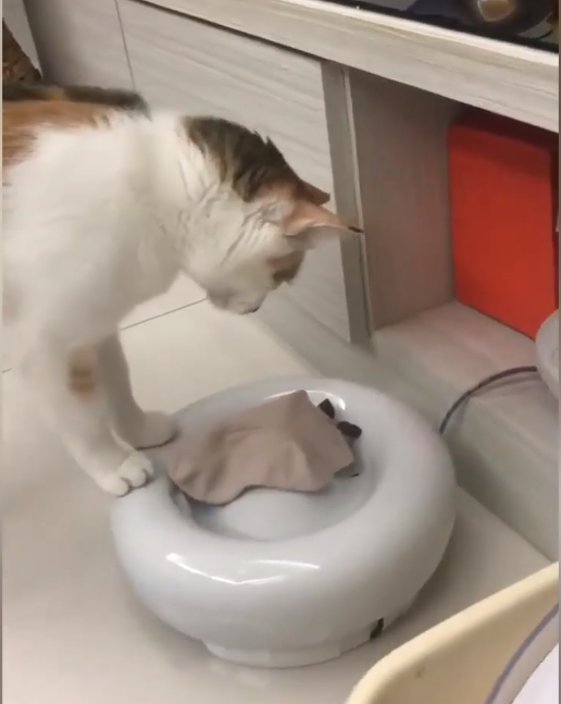 猫咪到底多爱干净？什么都丢进饮水机洗，连纸巾罐头尿布都丢进去