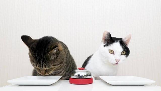 猫咪增肥长壮吃什么猫罐头？5款适合猫咪增肥长壮的猫罐头推荐