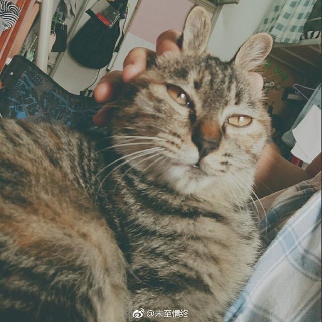 郑州领养日线上领养｜猫一只