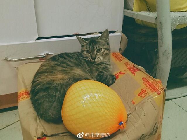 郑州领养日线上领养｜猫一只