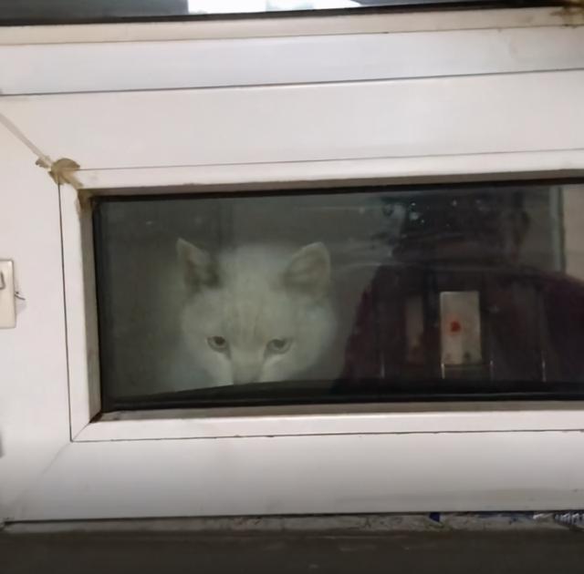 流浪猫主动上门求收养，被拒后隔天又爬窗哀求，它也想有个家啊