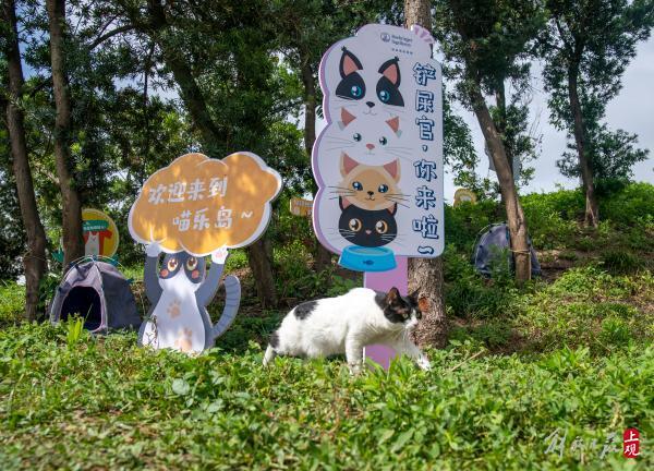 流浪猫有家了，上海首个流浪猫管理中心成立，退役警犬开放领养