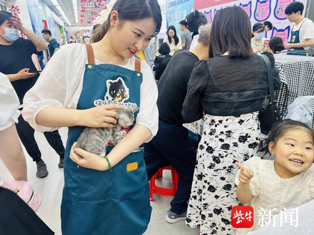 徐州爱猫人士自发组织流浪猫领养活动，一年多时间帮400多只“毛孩子”找到新家