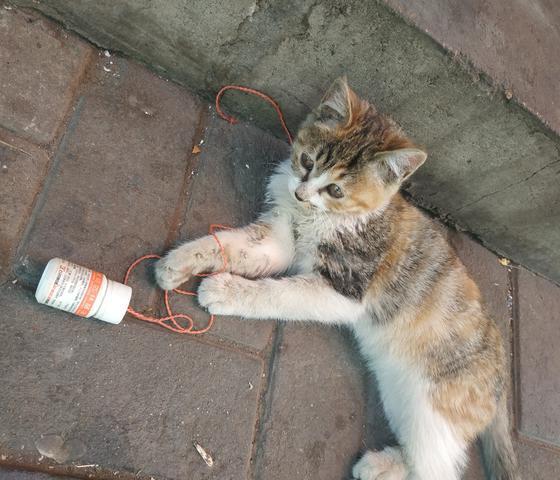 水果店收养的流浪猫感染猫瘟，看到它治疗5天后调皮的样子真美