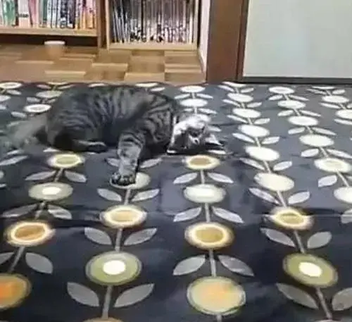 在地上铺了个地毯猫主子就疯了，卖家这毯子有毒的吧