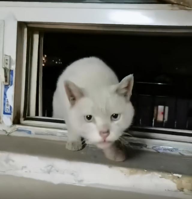 流浪猫主动上门求收养，被拒后隔天又爬窗哀求，它也想有个家啊