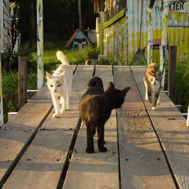 爱猫者天堂！马来西亚神秘猫岛现世，百余只可爱猫咪待人免费领养