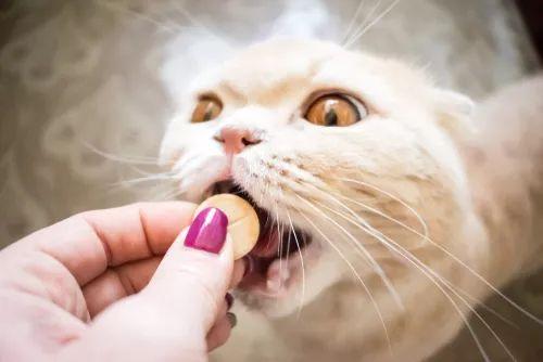 养猫，家里最好常备这6种药，从此不怕猫咪生病！