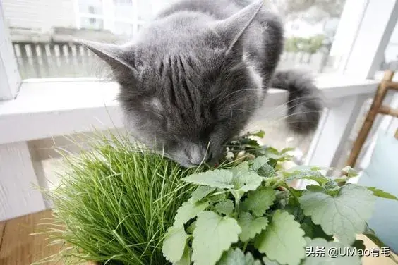 养猫家庭不配拥有植物？！其实，这些植物可以有！