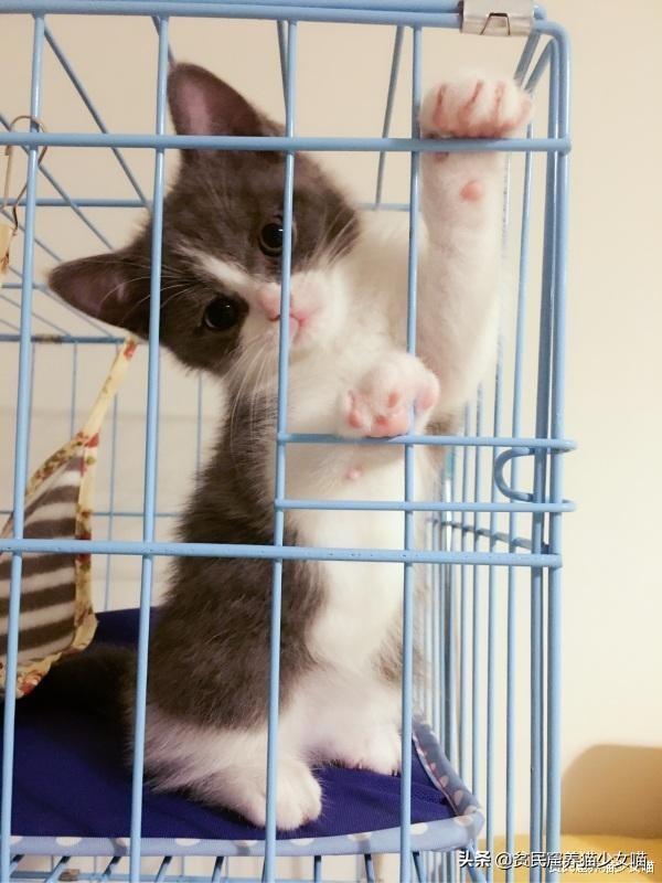 辟谣：笼养就是猫的监狱？别一概而论，客观分析猫咪笼养的利与弊