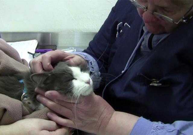 猫咪体检预约难还怕错过？学会七种方法，在家也能为爱猫检查身体